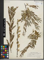 Foto von Salix repens L. x Salix viminalis L.